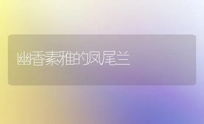 幽香素雅的凤尾兰 | 家庭养花