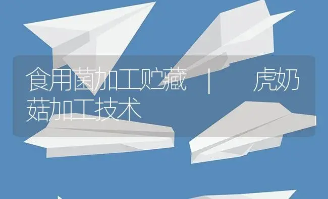 虎奶菇加工技术 | 菌菇种植