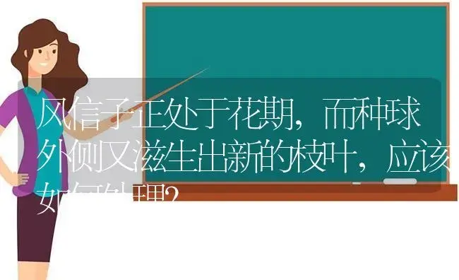 风信子正处于花期，而种球外侧又滋生出新的枝叶，应该如何处理？ | 绿植常识