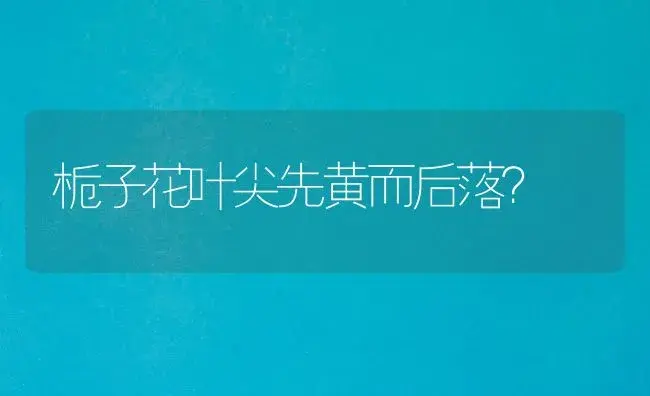 栀子花叶尖先黄而后落？ | 绿植常识