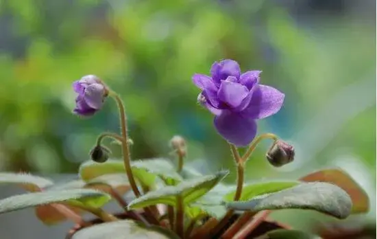 非洲堇品种介绍，不同花色非洲堇花语大全/永恒的爱