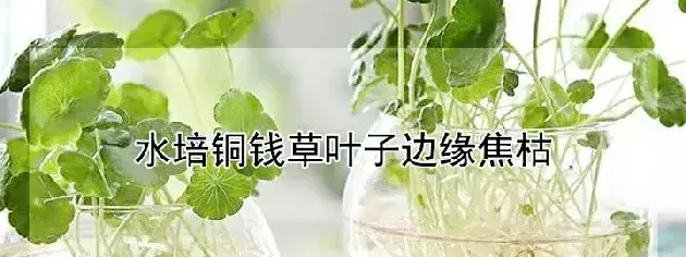 水培铜钱草叶子边缘焦枯