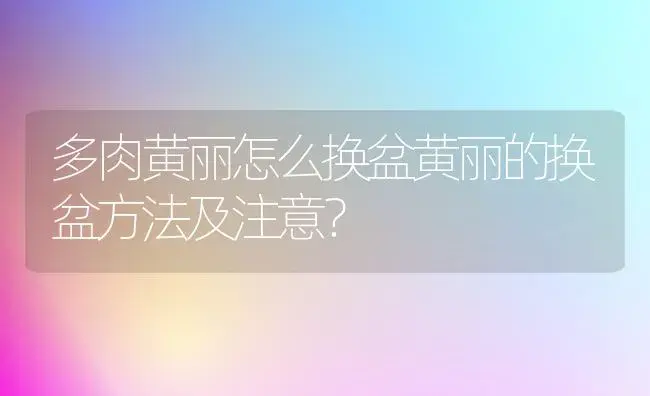 多肉黄丽怎么换盆黄丽的换盆方法及注意？ | 多肉养殖