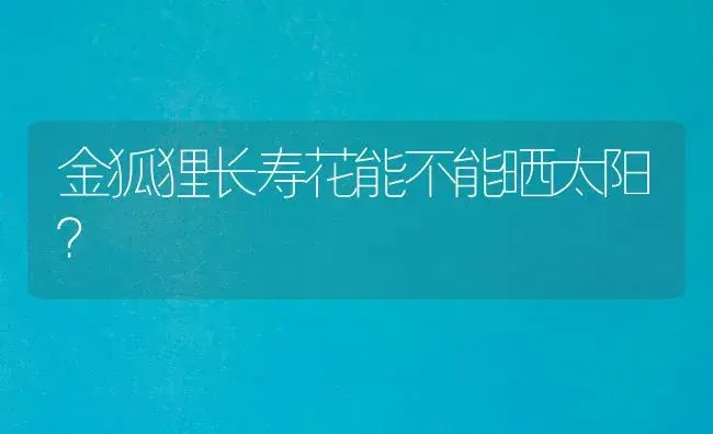 金狐狸长寿花能不能晒太阳？ | 多肉养殖