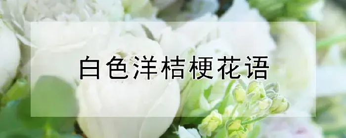 白色洋桔梗花语