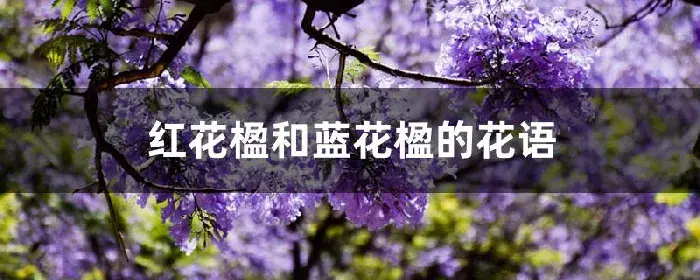 红花楹和蓝花楹的花语