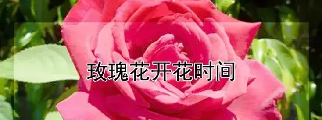 玫瑰花开花时间