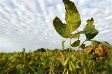 黄豆种植技术之后期根外追肥好处