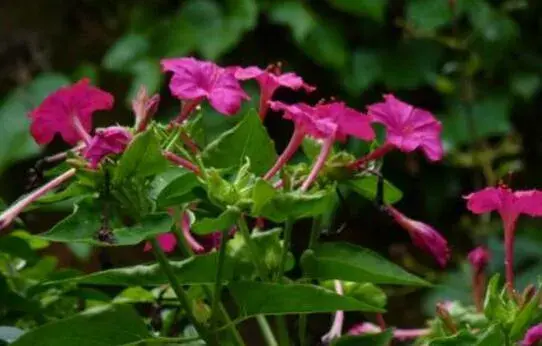 紫茉莉花语有哪些？