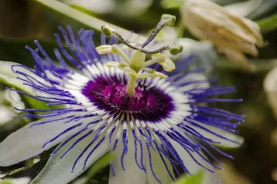 时钟花的花语，高贵踏实爱你在身边(传说故事)