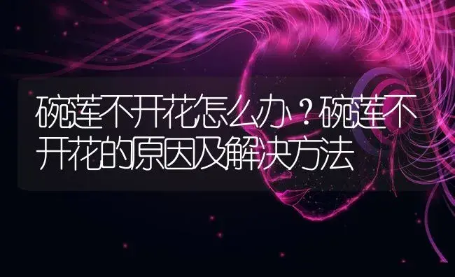碗莲不开花怎么办？碗莲不开花的原因及解决方法 | 家庭养花