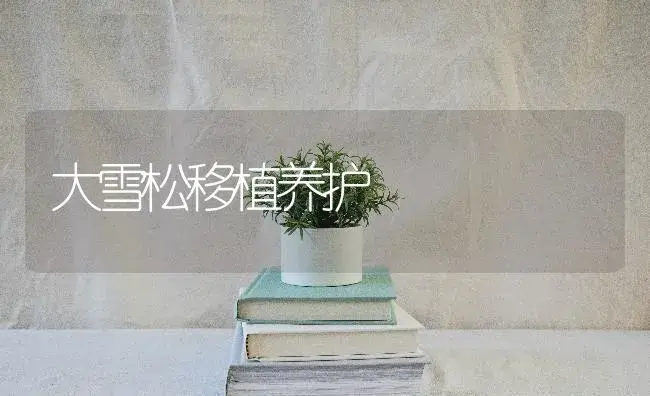 大雪松移植养护 | 特种种植