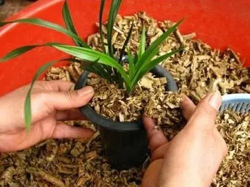 盆景知识 | 兰花培养土配制方法