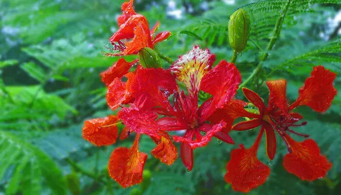 凤凰木花语 凤凰木花语和寓意