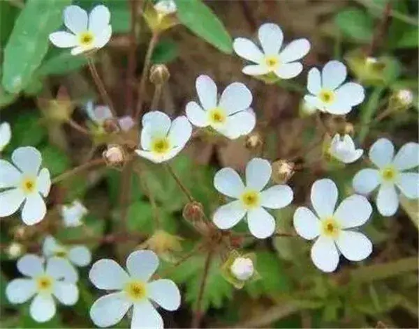 点地梅几月份开花 点地梅的花语和功效