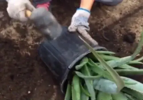 盆景材料 | 花盆盆土板结怎么办