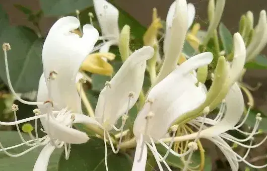 金银花种植方法及时间