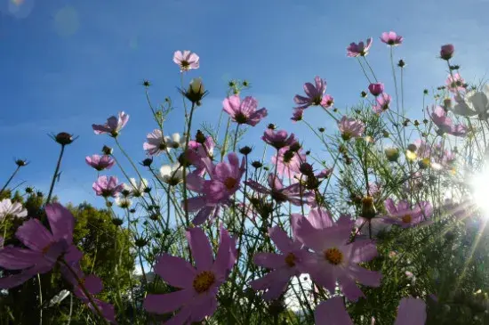 格桑花花语和寓意