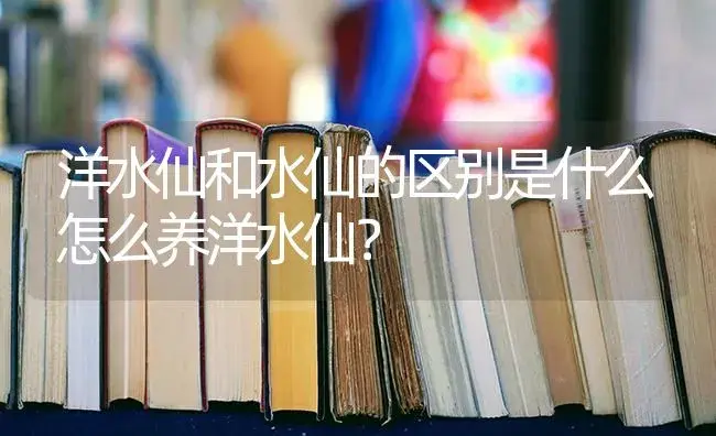 洋水仙和水仙的区别是什么怎么养洋水仙？ | 绿植常识