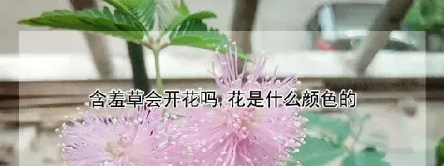 含羞草会开花吗,花是什么颜色的