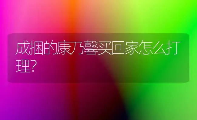 成捆的康乃馨买回家怎么打理？ | 绿植常识