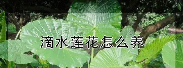 滴水莲花怎么养