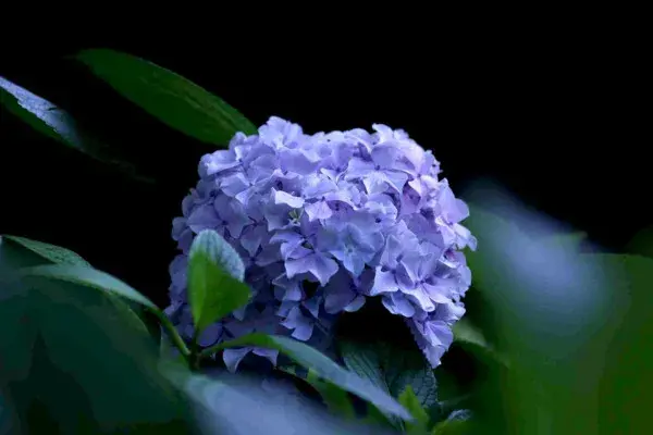 绣球花花语，绣球花有毒吗
