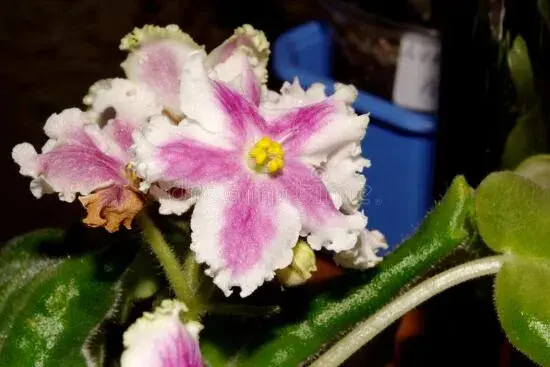 非洲堇品种介绍，不同花色非洲堇花语大全/永恒的爱