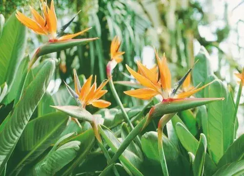 表示自由的花 花语是自由的花