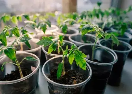 花卉果蔬盆景 | 阳台樱桃番茄种植方法