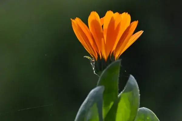 太阳花花语