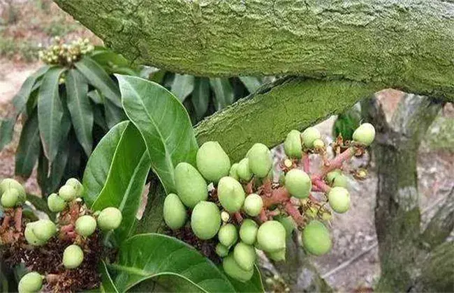 芒果落花落果的起因及防治和治疗办法