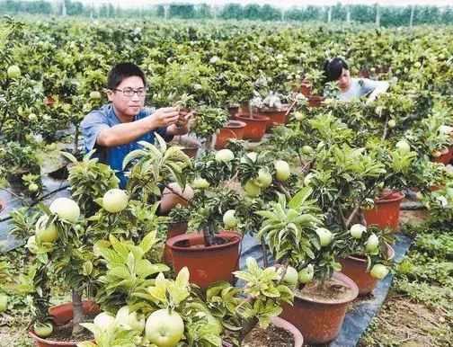 花卉果蔬盆景 | 果树盆景的特点