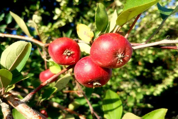 山楂树什么时候嫁接好？几年开花结果？