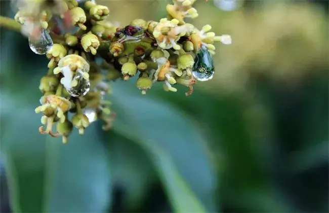 荔枝沤花 因素及防治和治疗办法