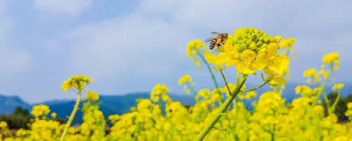 油菜花的花语和寓意