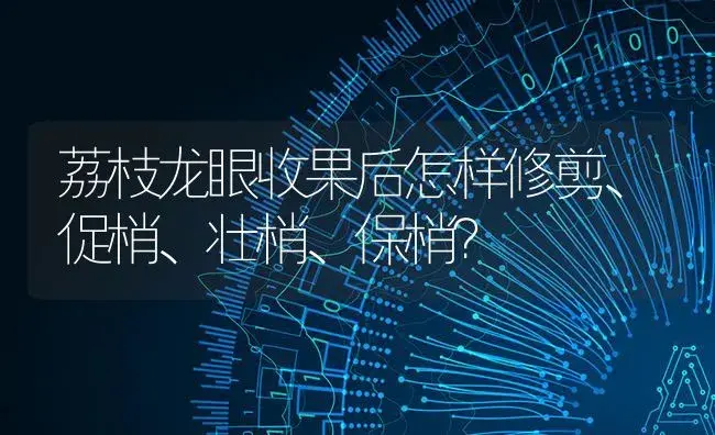 荔枝龙眼收果后怎样修剪、促梢、壮梢、保梢？ | 特种种植