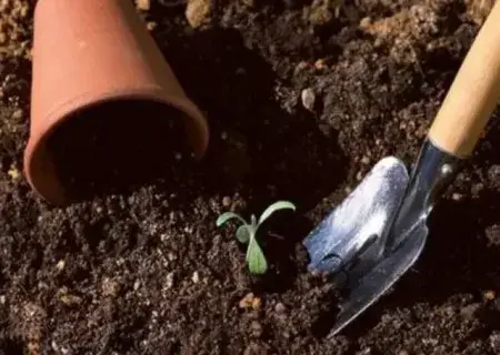 盆景知识 | 自制盆栽植物营养土的方法