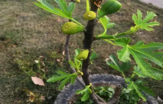 盆景养护管理 | 无花果为什么落花落果