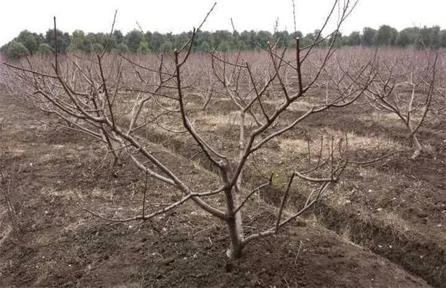 黄桃种植技术