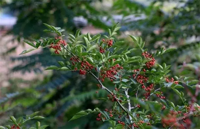 花椒的施肥技术