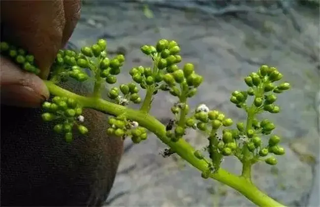 葡萄花序小该怎么办