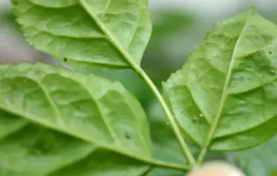 盆景养护管理 | 幸福树生蚜虫怎么处理