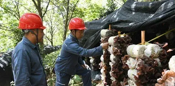 贵州望谟供电局：优质电力服务助力“鲜菇”致富产业兴