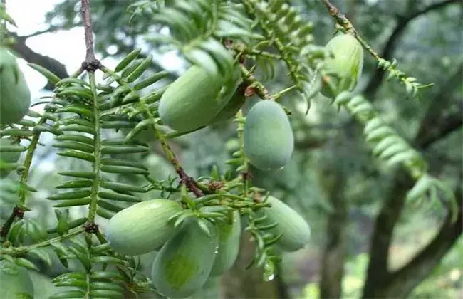 香榧价格