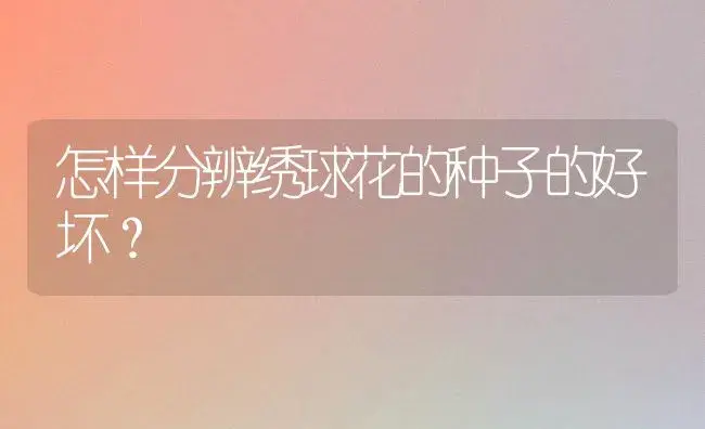 什么的君子兰？ | 绿植常识