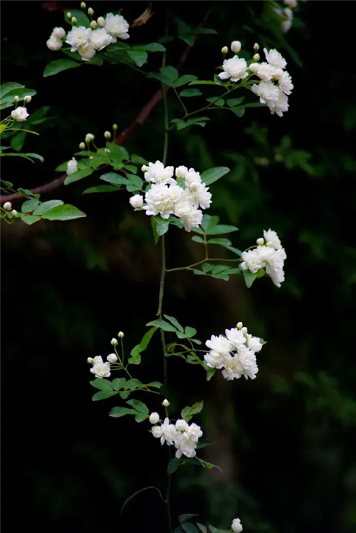 白木香花语，形态特征和生长习性