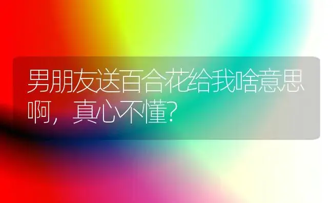 男朋友送百合花给我啥意思啊，真心不懂？ | 绿植常识