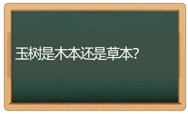 玉树是木本还是草本？ | 多肉养殖