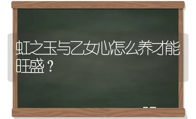 虹之玉与乙女心怎么养才能旺盛？ | 多肉养殖